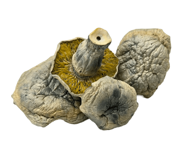 Albino Thai Lipa Yai mushrooms