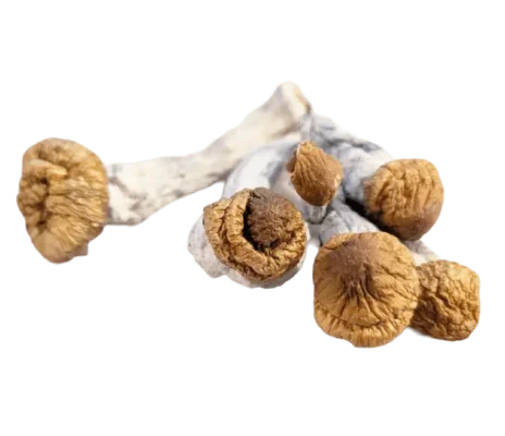 Amazonian Q3 Mushrooms 