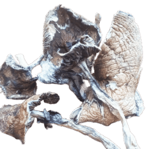 Blue Meanies Mushrooms