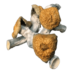 Blue Pulaski Mushrooms