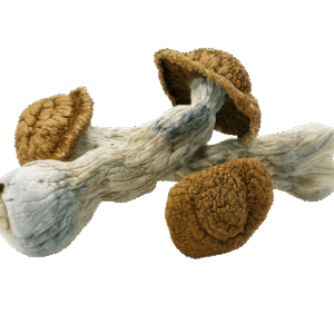 Code Blue Mushrooms