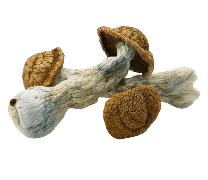 Code Blue Mushrooms