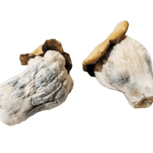 Colombian Rust Magic Mushrooms