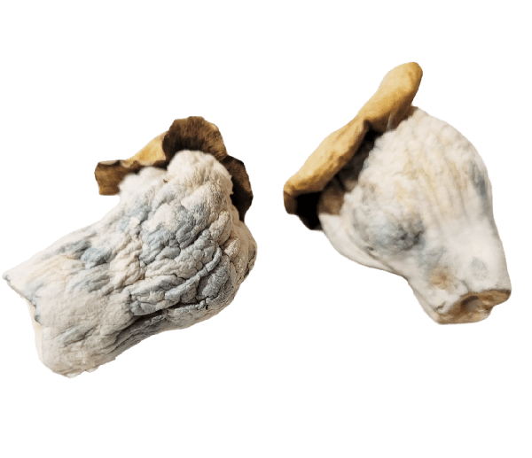 Colombian Rust Magic Mushrooms