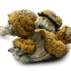 b+ mushroom