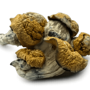 b+ mushroom