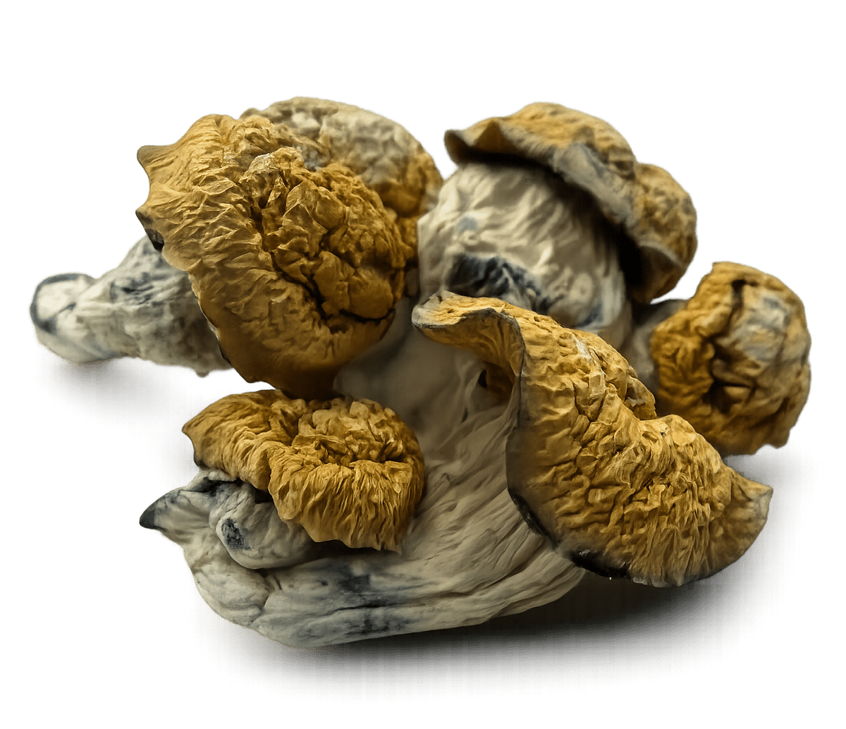 b+ mushroom