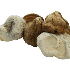 DC Mac Mushrooms