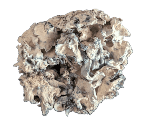 Enigma Mushrooms