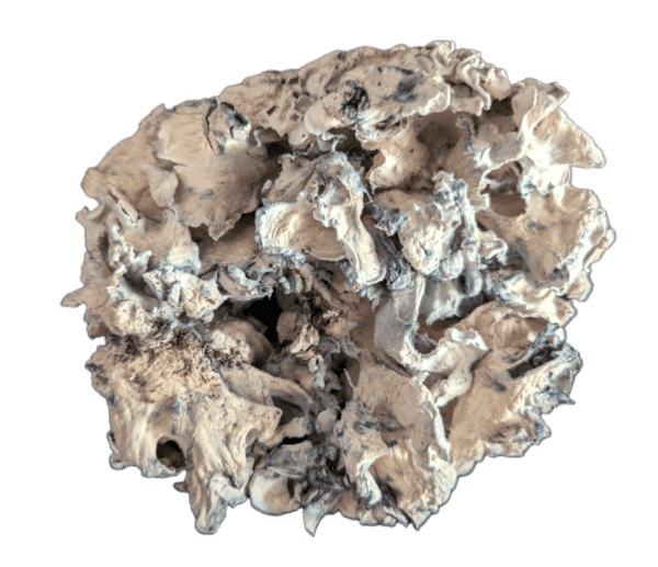 Enigma Mushrooms
