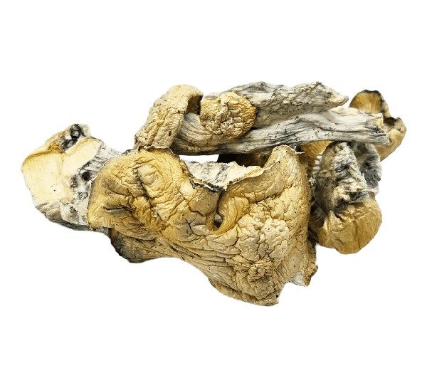 Fo Dawg Mushrooms
