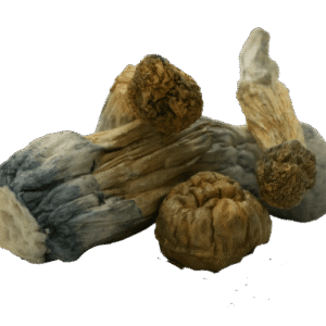 GC Thrasher Mushrooms