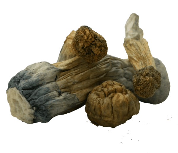 GC Thrasher Mushrooms