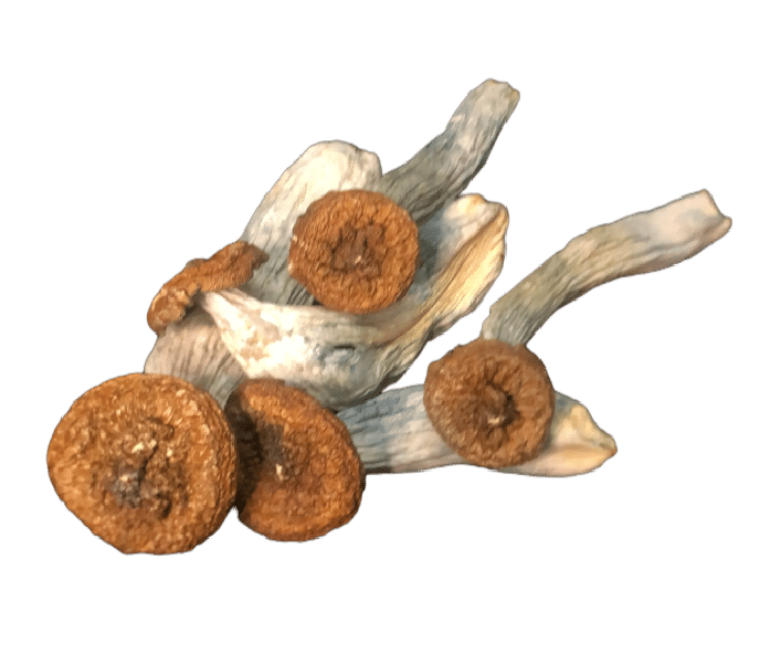 Golden Meanies Mushrooms