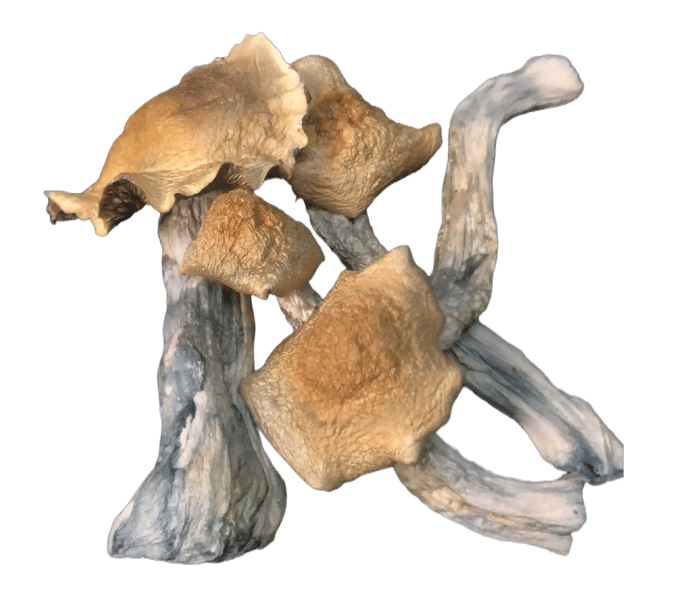 Golden Teachers magic Mushrooms