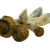 MakShak magic Mushrooms
