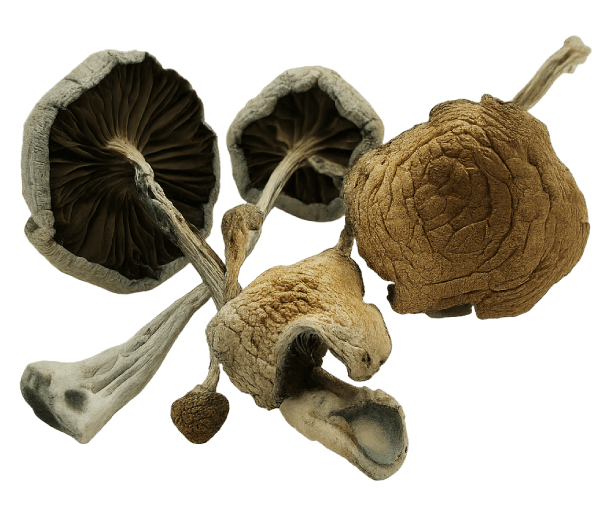 Medusa Mushrooms