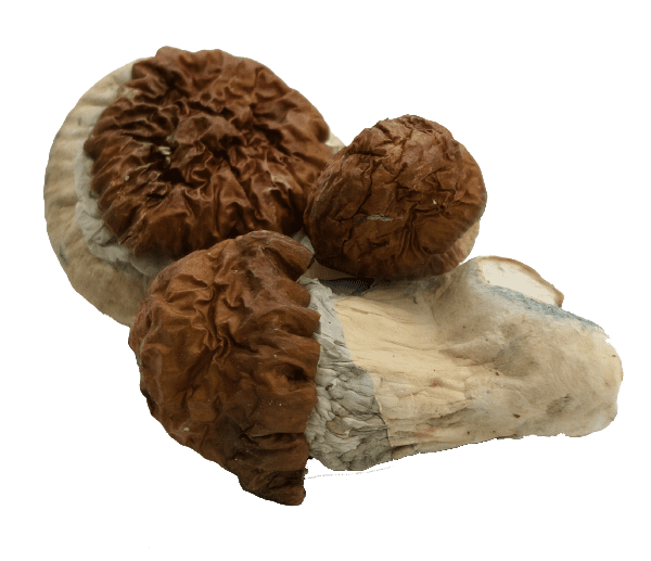 Texas Yellow Cap Mushrooms