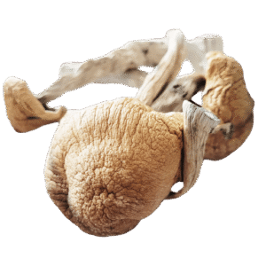 treasure coast mushroom