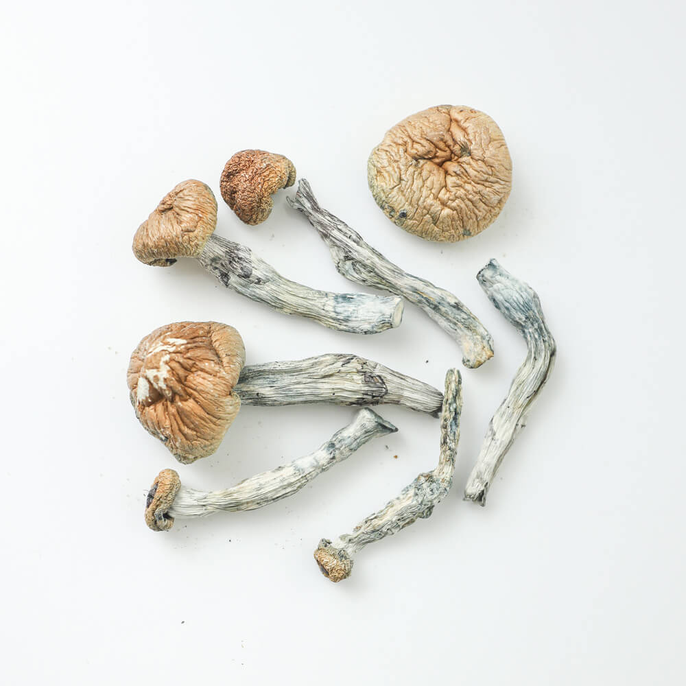 shroom delivery Canada
