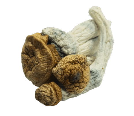 DC AK Mushrooms