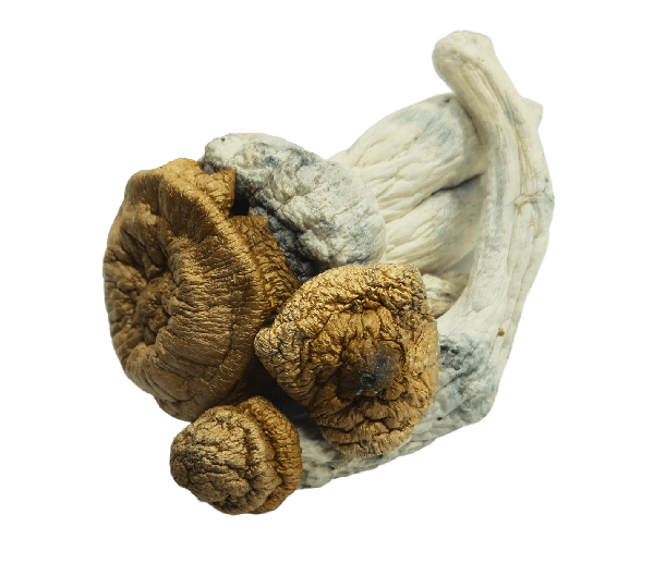 DC AK Mushrooms