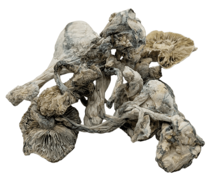 Extraterrestrial Mushrooms