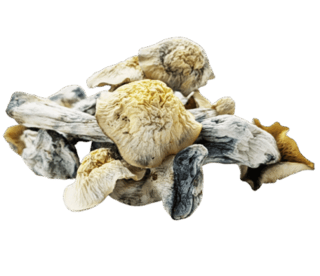 Flipper Mushrooms