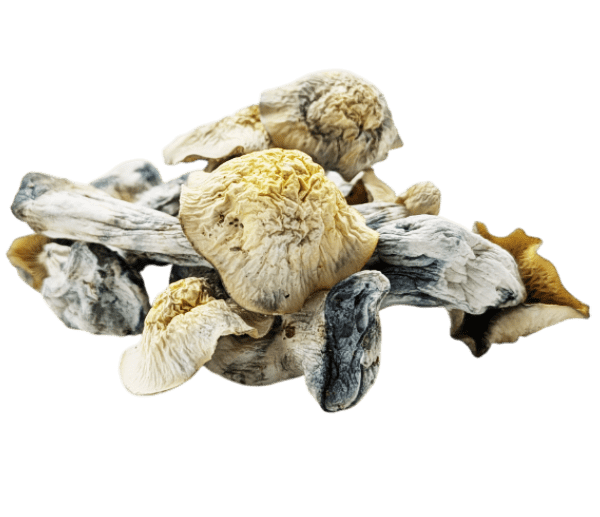 Flipper Mushrooms