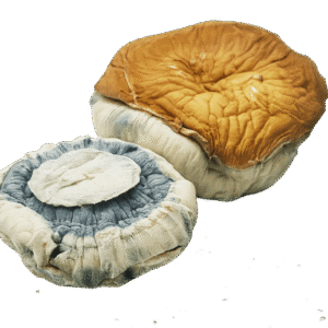 King Kong Mushrooms