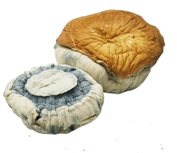 King Kong Mushrooms