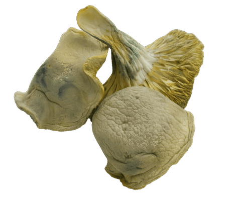 Iceburg Magic Mushrooms