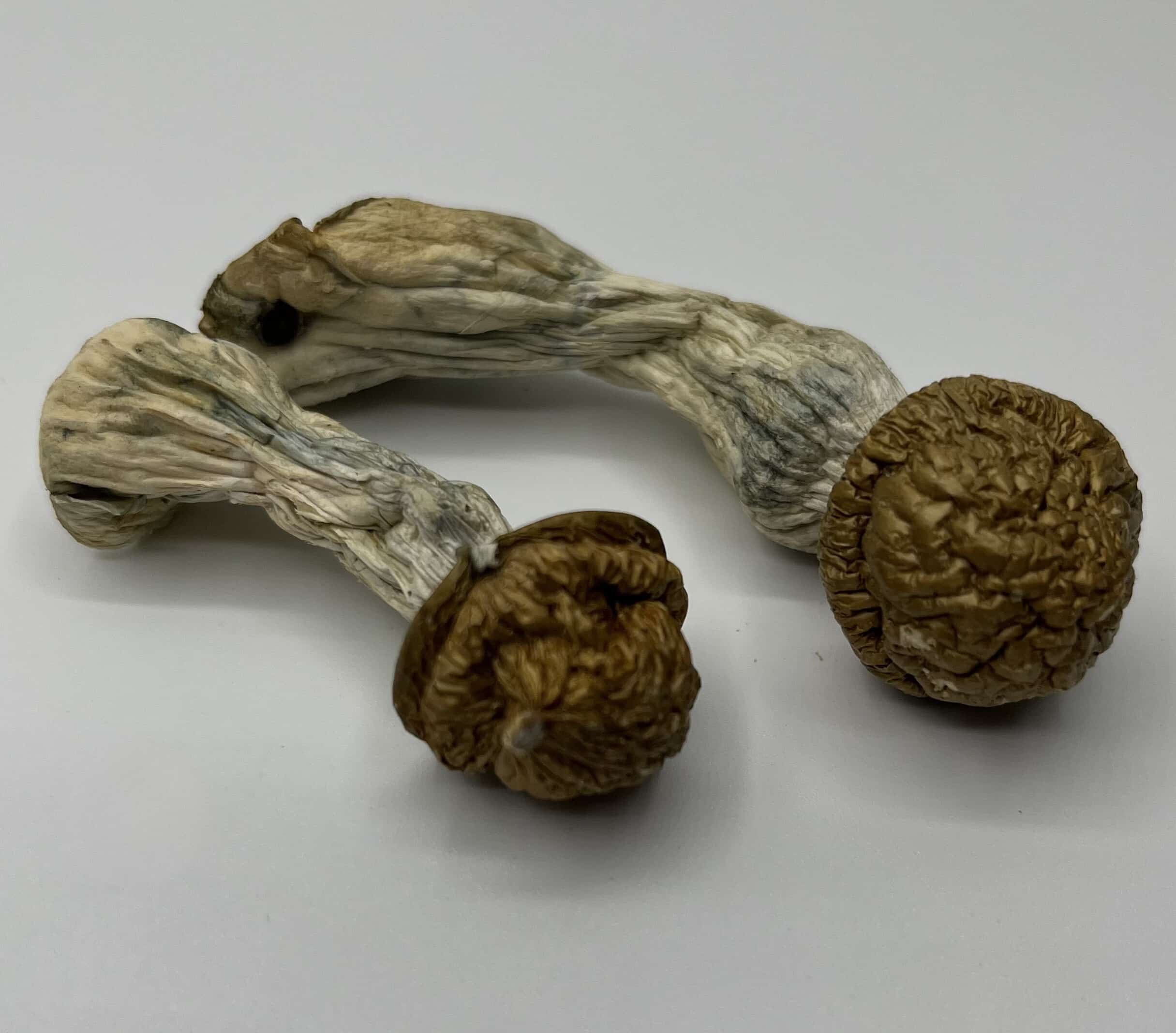Makilla Gorilla mushrooms