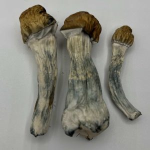 Melmac mushrooms