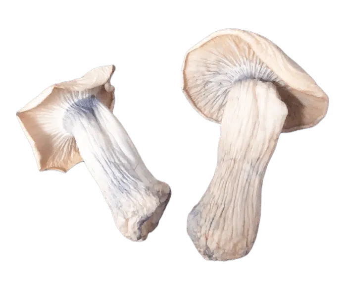 yak magic mushroom